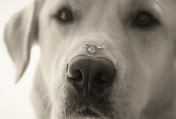 wedding proponsal dog